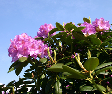 Rhododendron-Fruehlingshimmel.jpg